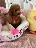 Taco , a male Cavapoo for sale in Temecula, CA – Photo 5 of 8
