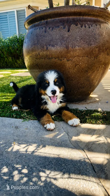 Jax – Bernese Mountain Dog puppy for sale in Temecula, CA