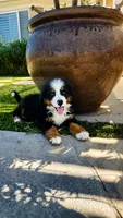Jax, a male Bernese Mountain Dog for sale in Temecula, CA – 1 of 3