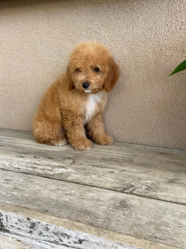 Chucky – Cavapoo puppy for sale in Temecula, CA
