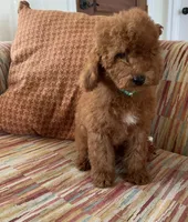 Tatum , a male Cavapoo for sale in Temecula, CA – 3 of 5