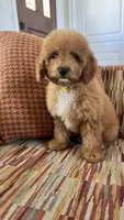 Chucky, a male Cavapoo for sale in Temecula, CA – 3 of 5
