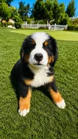 Jax, a male Bernese Mountain Dog for sale in Temecula, CA – 3 of 3