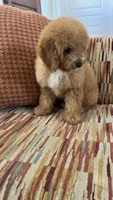 Chucky, a male Cavapoo for sale in Temecula, CA – 5 of 5