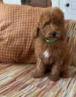 Tatum , a male Cavapoo for sale in Temecula, CA – 4 of 5