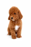 F1b Buddy, a male Cavapoo for sale in Temecula, CA – Photo 1 of 8