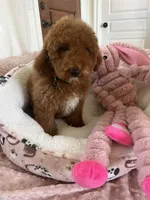 Tot , a male Cavapoo for sale in Temecula, CA – Photo 5 of 7