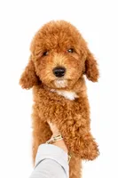 F1b Buddy, a male Cavapoo for sale in Temecula, CA – Photo 7 of 8