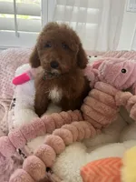 Tot , a male Cavapoo for sale in Temecula, CA – Photo 1 of 7