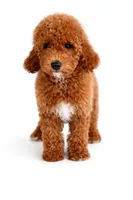 F1b Buddy, a male Cavapoo for sale in Temecula, CA – Photo 6 of 8