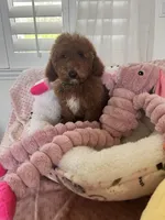 Tot , a male Cavapoo for sale in Temecula, CA – Photo 4 of 7