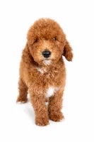F1b Buddy, a male Cavapoo for sale in Temecula, CA – Photo 5 of 8