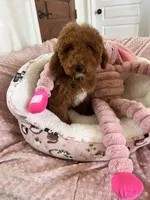 Tot , a male Cavapoo for sale in Temecula, CA – Photo 7 of 7