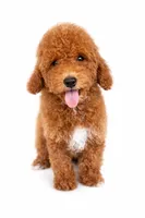 F1b Buddy, a male Cavapoo for sale in Temecula, CA – Photo 4 of 8