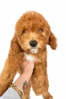 F1b Buddy, a male Cavapoo for sale in Temecula, CA – Photo 8 of 8