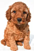Tommy , a male Cavapoo for sale in Temecula, CA – 4 of 8