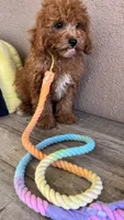 Sammy , a male Cavapoo for sale in Temecula, CA – 6 of 6