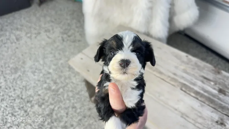 Micro max  – Miniature Bernedoodle puppy for sale in Temecula, CA