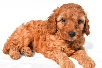 Tommy , a male Cavapoo for sale in Temecula, CA – 5 of 8