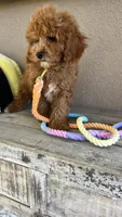 Sammy , a male Cavapoo for sale in Temecula, CA – 5 of 6