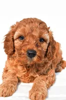 Tommy , a male Cavapoo for sale in Temecula, CA – 6 of 8