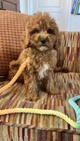Sammy , a male Cavapoo for sale in Temecula, CA – 2 of 6