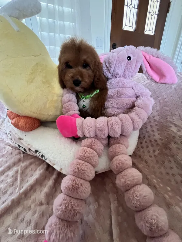 Corn Dog , a male Cavapoo for sale in Temecula, CA – Photo 1 of 7