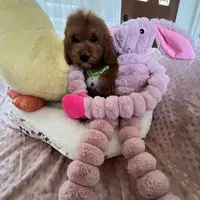 Corn Dog , a male Miniature Goldendoodle for sale in Temecula, CA – Photo 1 of 7
