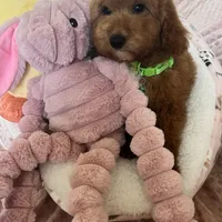 Corn Dog , a male Miniature Goldendoodle for sale in Temecula, CA – Photo 3 of 7