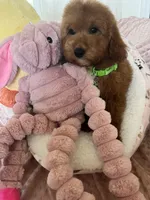Corn Dog , a male Cavapoo for sale in Temecula, CA – Photo 3 of 7