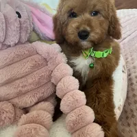 Corn Dog , a male Miniature Goldendoodle for sale in Temecula, CA – Photo 2 of 7