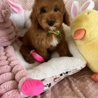 Corn Dog , a male Miniature Goldendoodle for sale in Temecula, CA – Photo 7 of 7