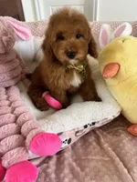 Corn Dog , a male Cavapoo for sale in Temecula, CA – Photo 7 of 7