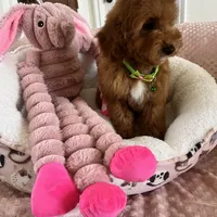 Corn Dog , a male Miniature Goldendoodle for sale in Temecula, CA – Photo 4 of 7