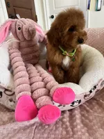 Corn Dog , a male Cavapoo for sale in Temecula, CA – Photo 4 of 7