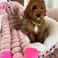 Corn Dog , a male Miniature Goldendoodle for sale in Temecula, CA – Photo 5 of 7