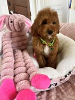 Corn Dog , a male Cavapoo for sale in Temecula, CA – Photo 5 of 7