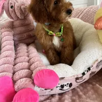 Corn Dog , a male Miniature Goldendoodle for sale in Temecula, CA – Photo 6 of 7