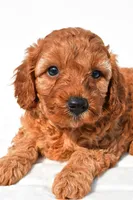 Tommy , a male Cavapoo for sale in Temecula, CA – 8 of 8