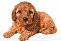 Tommy , a male Cavapoo for sale in Temecula, CA – 2 of 8