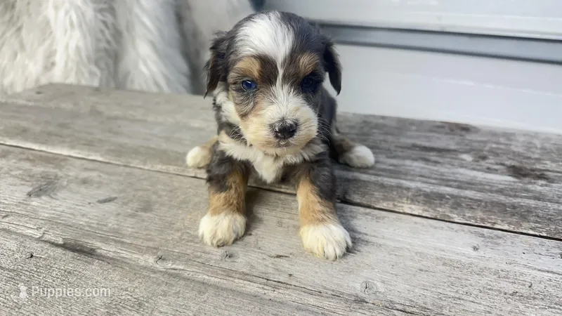 Blue eyes  – Miniature Bernedoodle puppy for sale in Temecula, CA