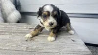 Blue eyes , a male Miniature Bernedoodle for sale in Temecula, CA – Photo 4 of 4