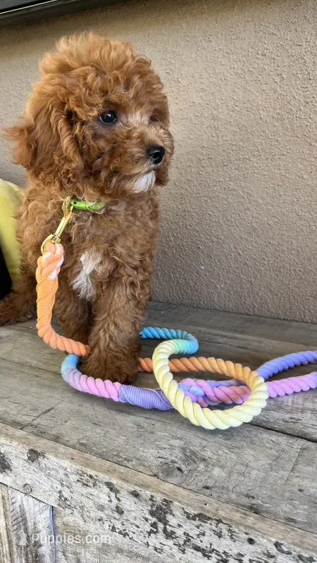 Sammy  – Cavapoo puppy for sale in Temecula, CA