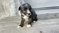 Micro Matty , a male Miniature Bernedoodle for sale in Temecula, CA – Photo 5 of 5