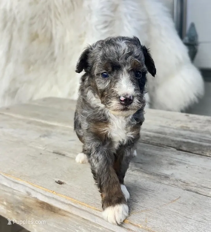 Micro Matty  – Miniature Bernedoodle puppy for sale in Temecula, CA