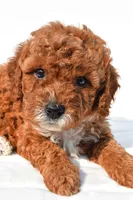 Sammy , a male Cavapoo for sale in Temecula, CA – 3 of 3