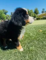 Jax, a male Bernese Mountain Dog for sale in Temecula, CA – 2 of 3