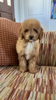Chucky, a male Cavapoo for sale in Temecula, CA – 4 of 5