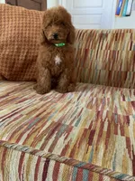 Tatum , a male Cavapoo for sale in Temecula, CA – 5 of 5