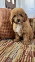 Chucky, a male Cavapoo for sale in Temecula, CA – 2 of 5